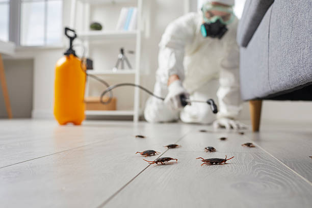 Commercial Rodent Management in Dardenne Prairie